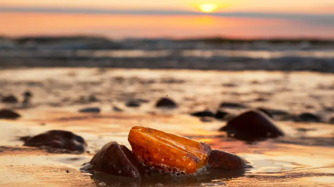 Ambrées et Musquées Ambrées et Musquées